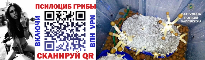 Псилоцибиновые грибы мицелий  Купить закладки  Стародуб 